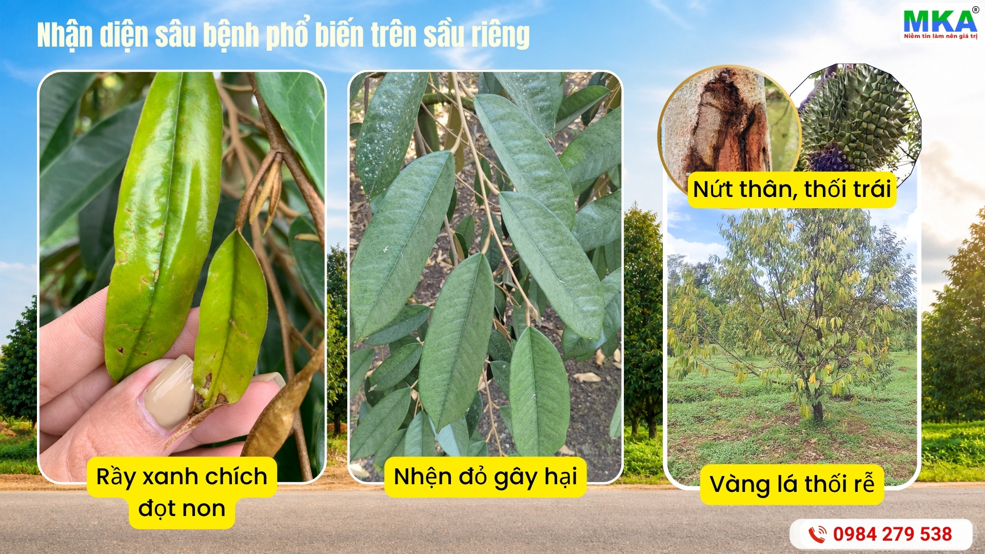 Nhận diện sâu bệnh phổ biến trên sầu riêng